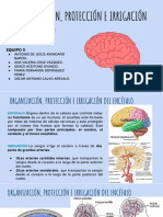 Organización, protección e irrigación del encefalo, liquido cefalorraquideo equipo 5-comprimido_compressed