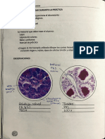 P1 Histologia