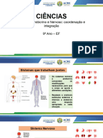 Sistemas Endócrino e Nervoso Coordenação e Integração 9 Ano