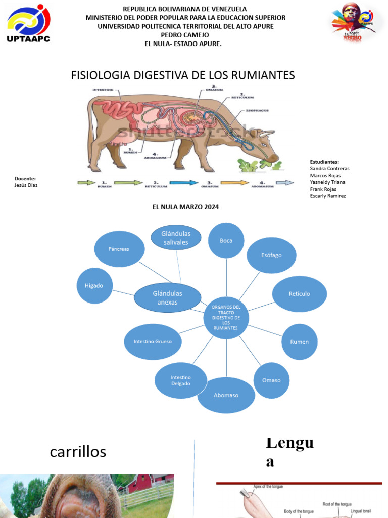 Fisiología Digestiva de Rumiantes | PDF | Sistema digestivo humano | Bilis