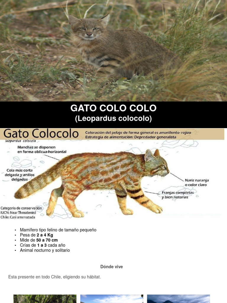 Gato Leopardus Colocolo | PDF