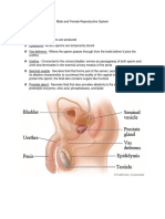 Male and Female Reproductive System