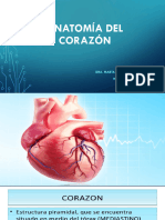 Anatomia Del Corazón.