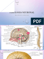 Fisiologia Neuronal