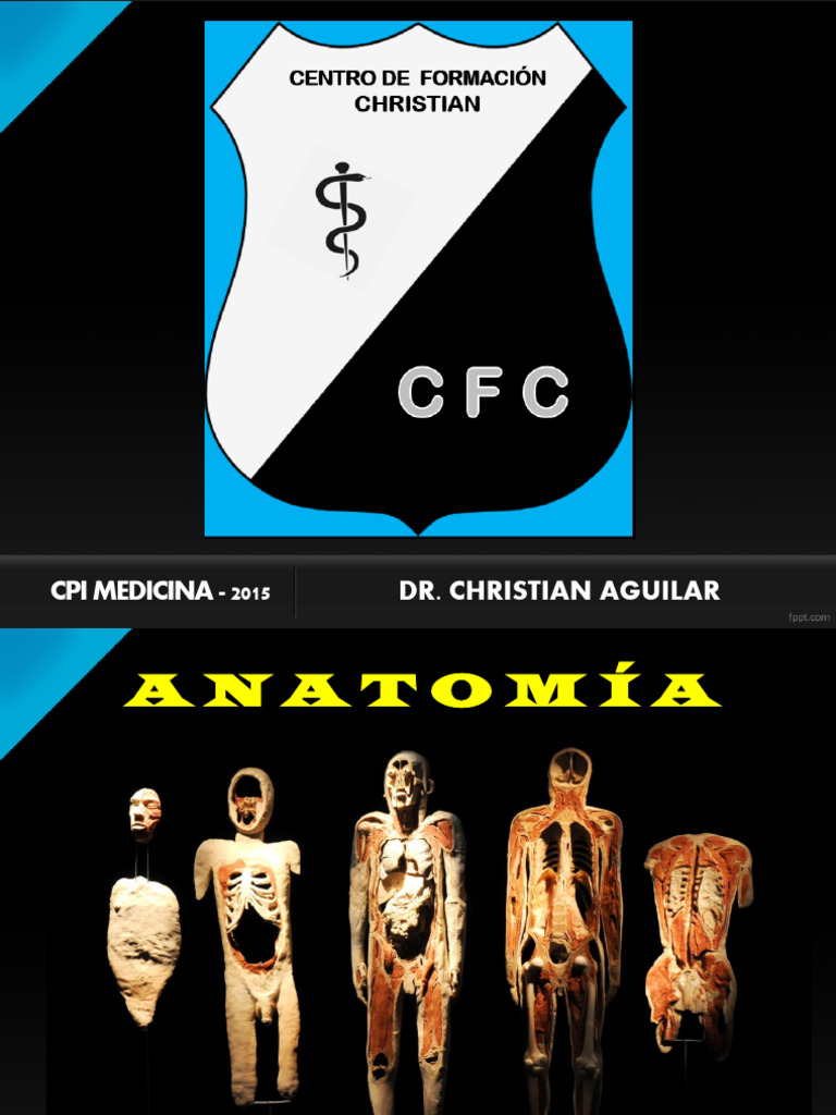 Articulaciones Miembro Inferior Pdf Articulación Rodilla