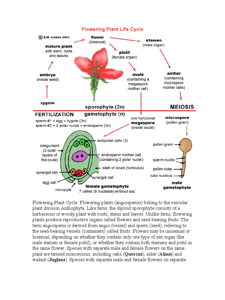 life cycle of a flowering plant