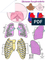 Sistema Respiratorio