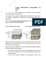 Gram Boyama Kapsul Boyama Ikcu F Mikrobiyoloji Lab 2024pdf