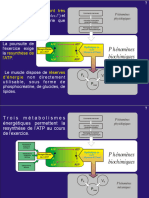 6eet8ecoursMetabolismesanaerobiesNovembre2008