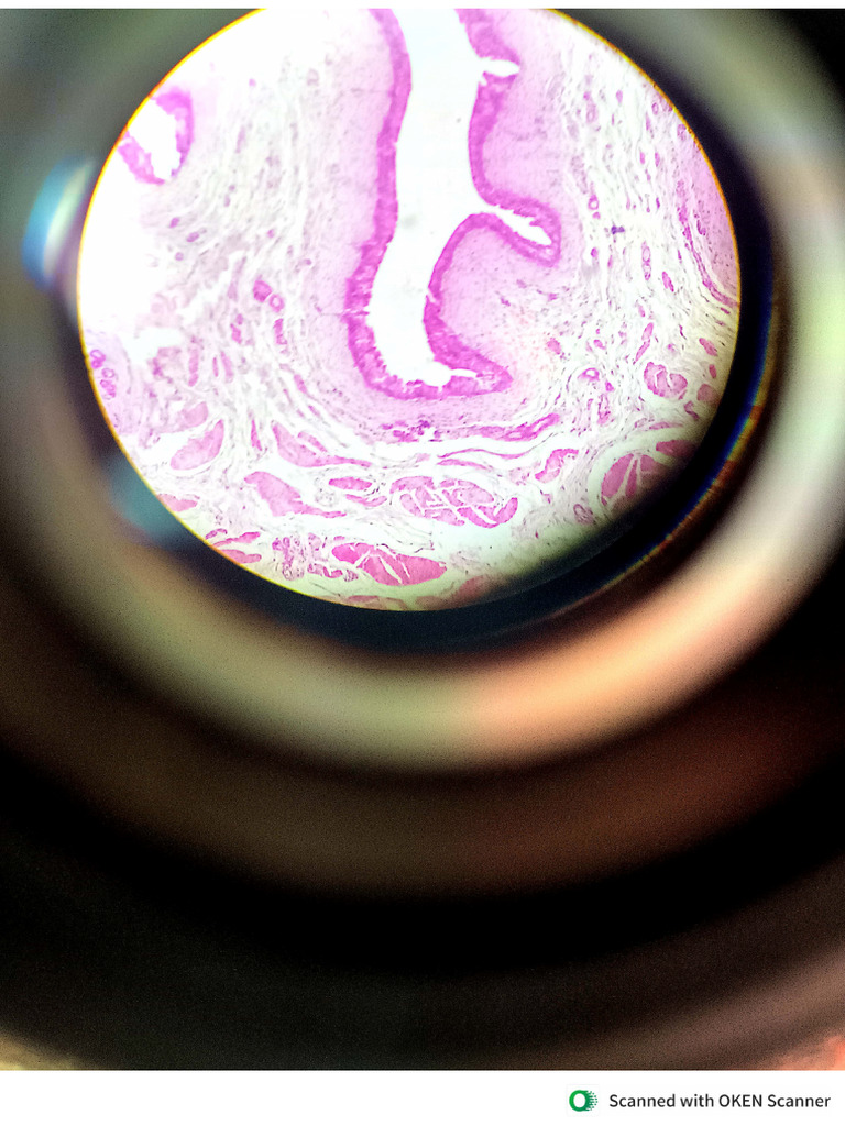 Histology Diagrams Biology Diagrams