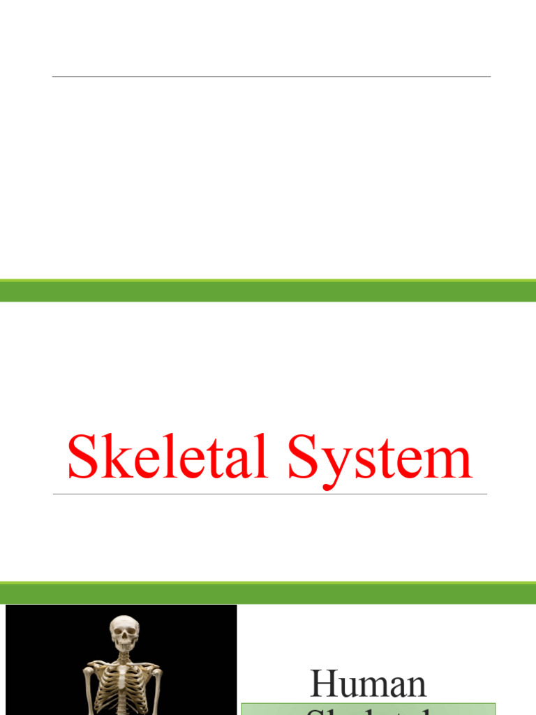 VJ XBW2 V4 e | PDF | Skeleton | Vertebral Column