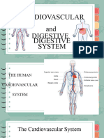 L3 - Cardiovascular & Digestive System