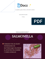 Bacteria salmonella