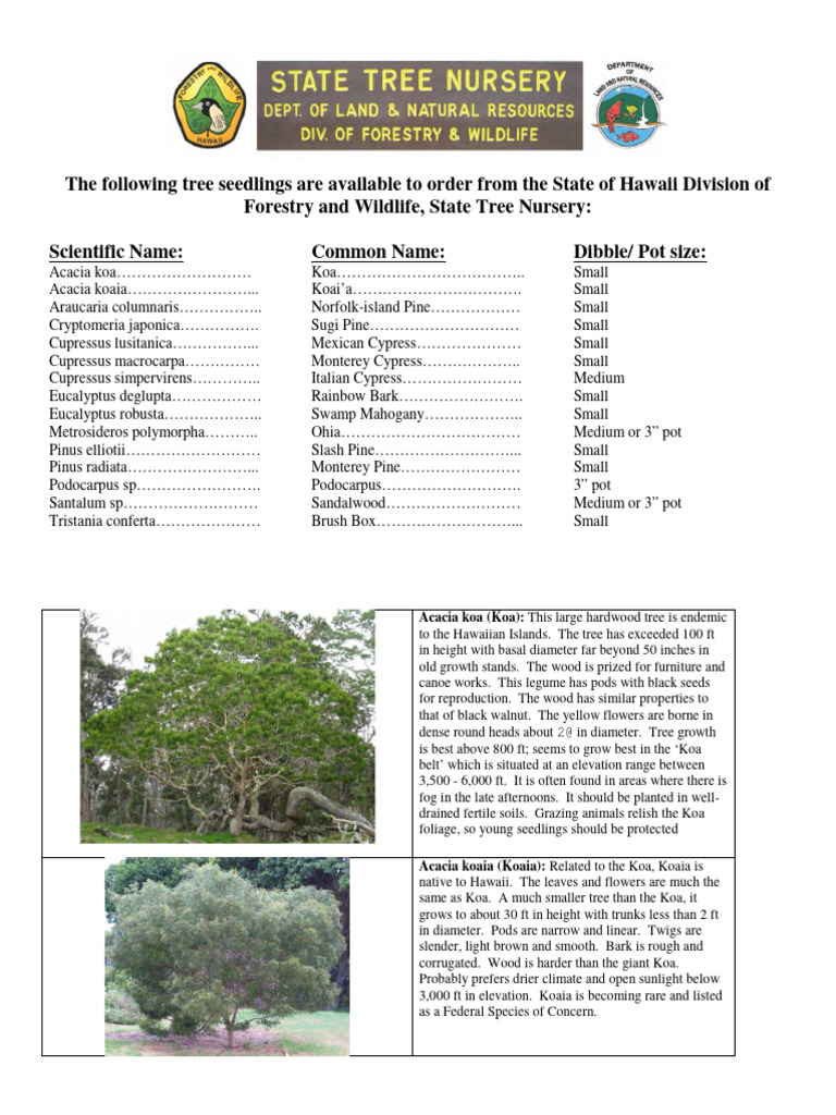 Nursery Species List | PDF | Trees | Pine