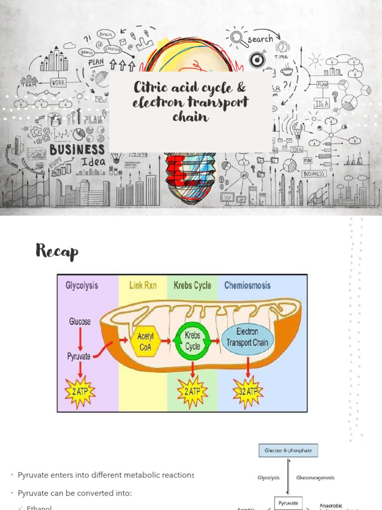 Lecture 7 - Citric Acid Cycle & Electron Transport Chain | PDF ...