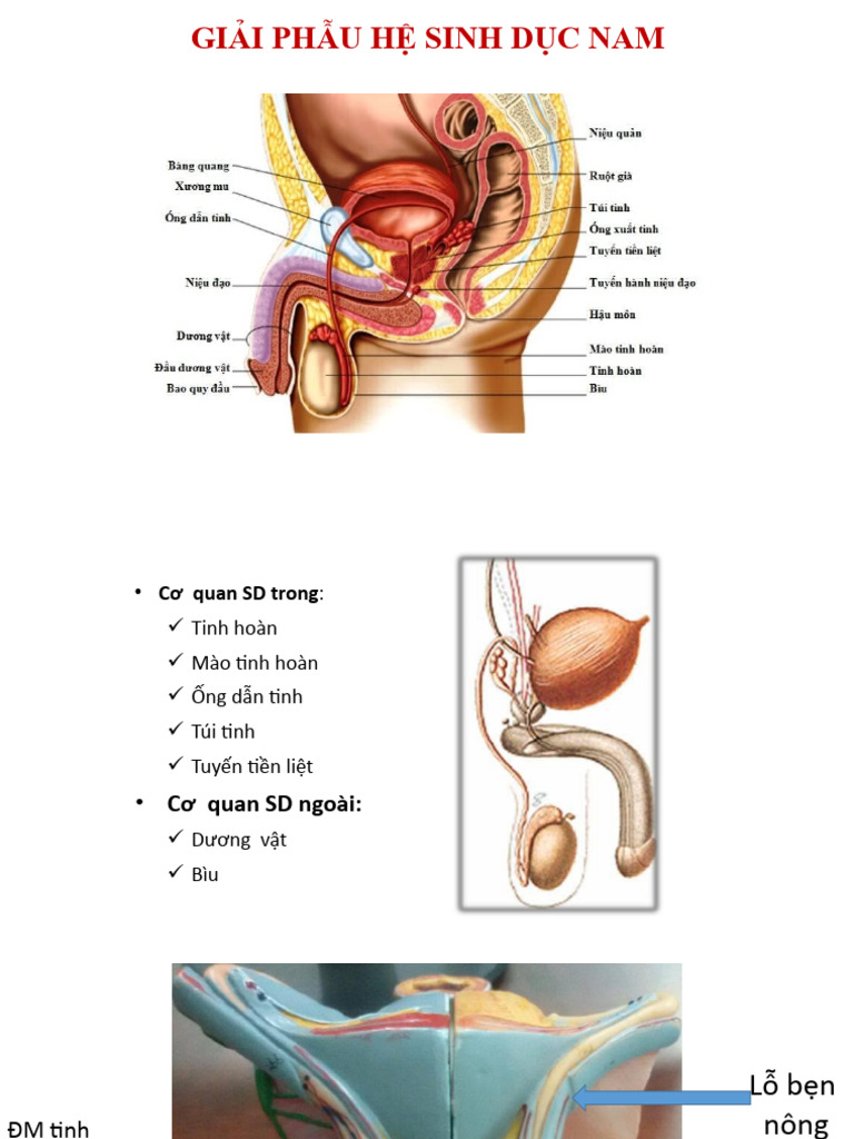 CÂU HỎI TRẮC NGHIỆM KIỂM TRA KIẾN THỨC GIẢI PHẪU HỆ SINH DỤC NAM