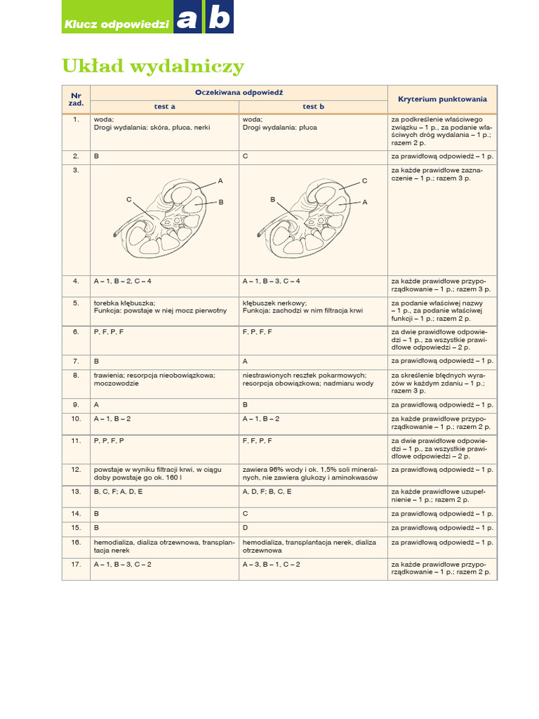Uklad Wydalniczy Klasa 7 Test Test 8 Uklad Wydalniczy Klucz Odpowiedzi | PDF