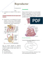 Fisiologia de ARM