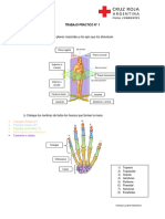 Anatomía