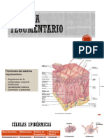 03. Sistema Tegumentario