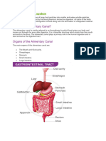 Human Digestive System