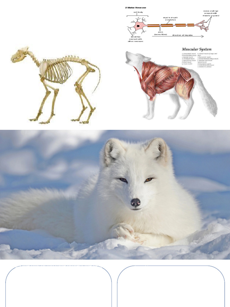 Biology Plants and Animals Systems_Hansini G Class 6D | PDF | Polar ...