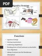 Non Ruminant Digestive System | PDF | Digestion | Stomach