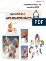 Práctica 2. Modelos Neuroanatómicos I