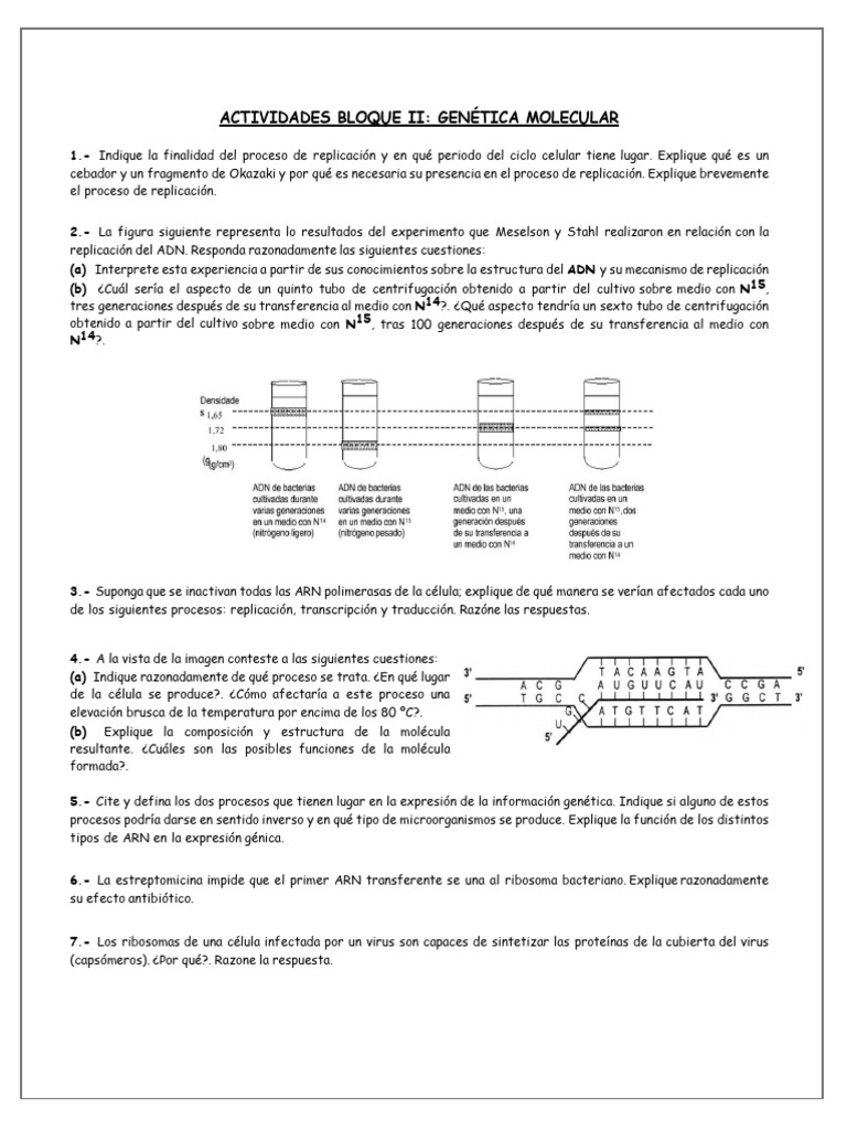 Actividades Genetica Molecular | PDF | Replicación De Adn | Codigo genetico