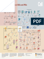 WA10004-Directed Differentiation Pluripotent Stem Cells