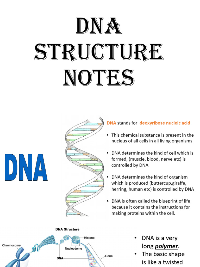 DNA Structure Notes | PDF | Dna | Nucleic Acids