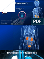 Capítulo 20 Sistema Urinario