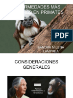 Enf Primates 2023 - II