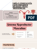 Anatomía y Fisiología de Los Órganos Sexuales