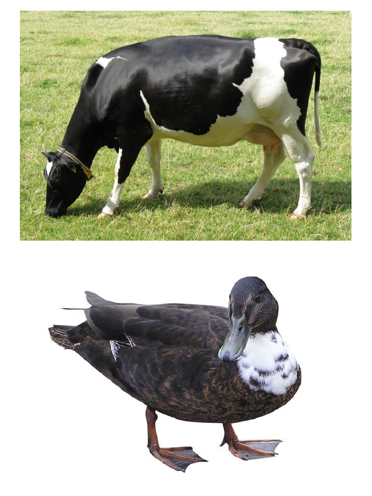 Farm Animals | PDF