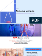 Sistema Urinario..pptx Exposicion