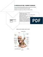 Sistema Muscular e