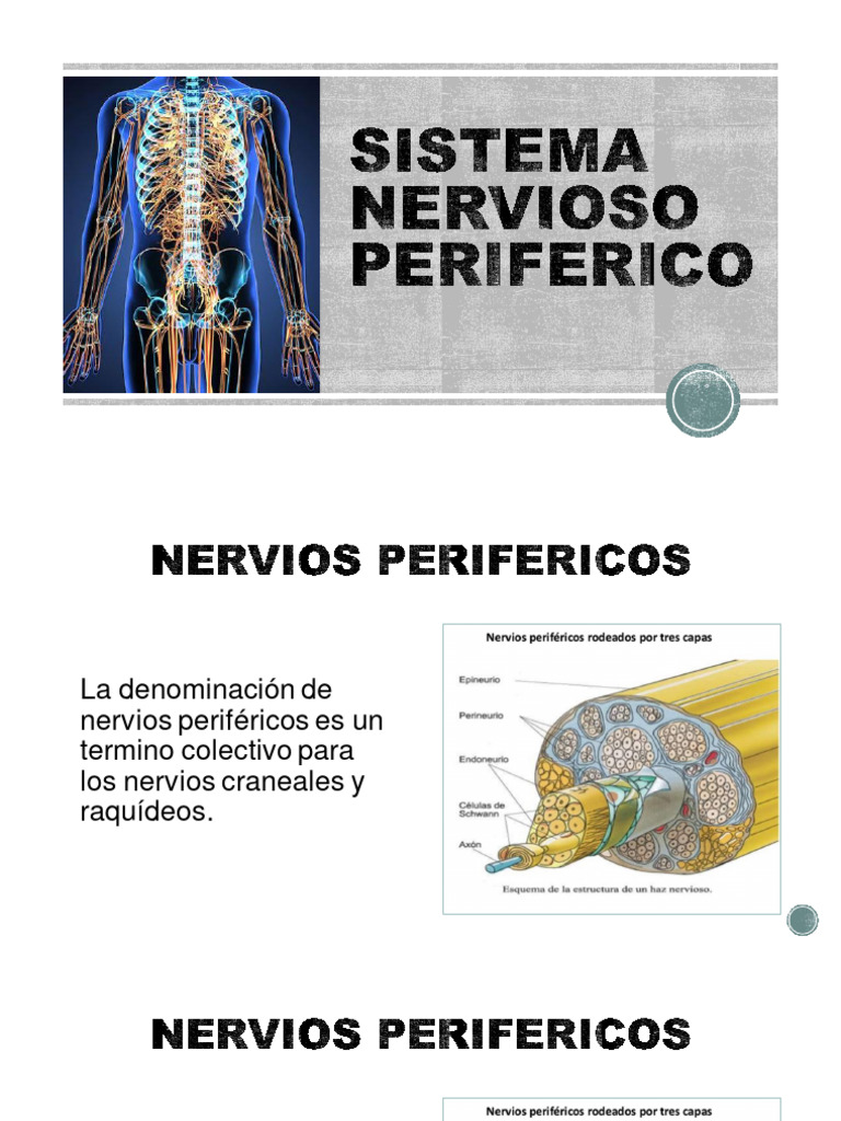 06 - Sistema Nervioso Periferico | PDF | Nervio | Sistema nervioso