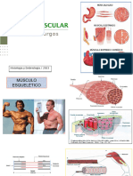 Clase 2 Tejido Muscular 2023