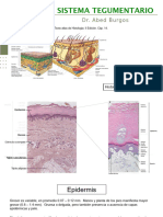 Clase 3 Sistema Tegumentario 2023 2