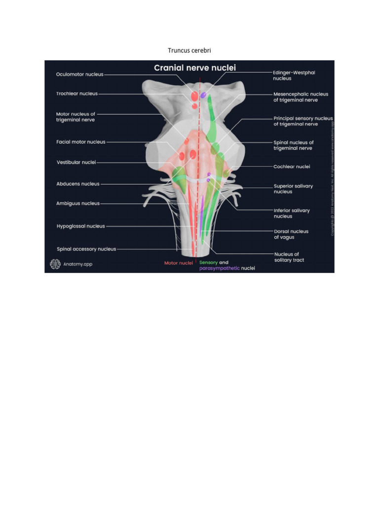 Truncus Cerebri | PDF