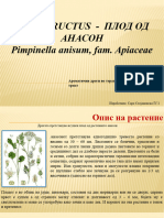 Плод Од Анасон - Pimpinella Fructus - Сара С. IV-1