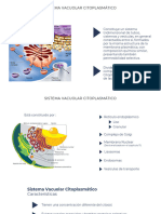 Sistema Vacuolar Citoplasmático