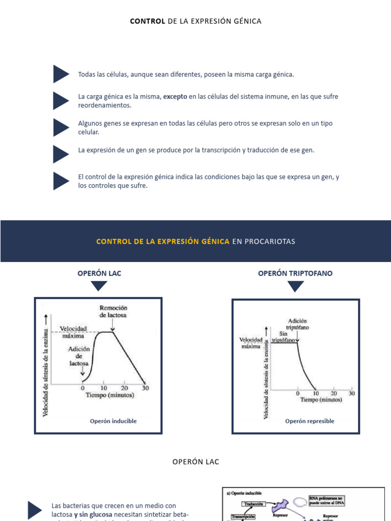 Control de Expresión Génica | PDF | Represor | Messenger Rna