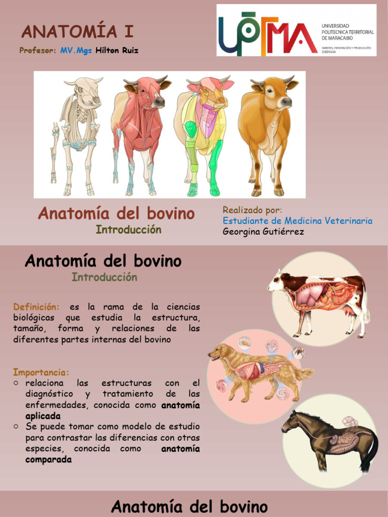Introducción A La Veterinaria Y Su Clasificación Pdf Anatomía