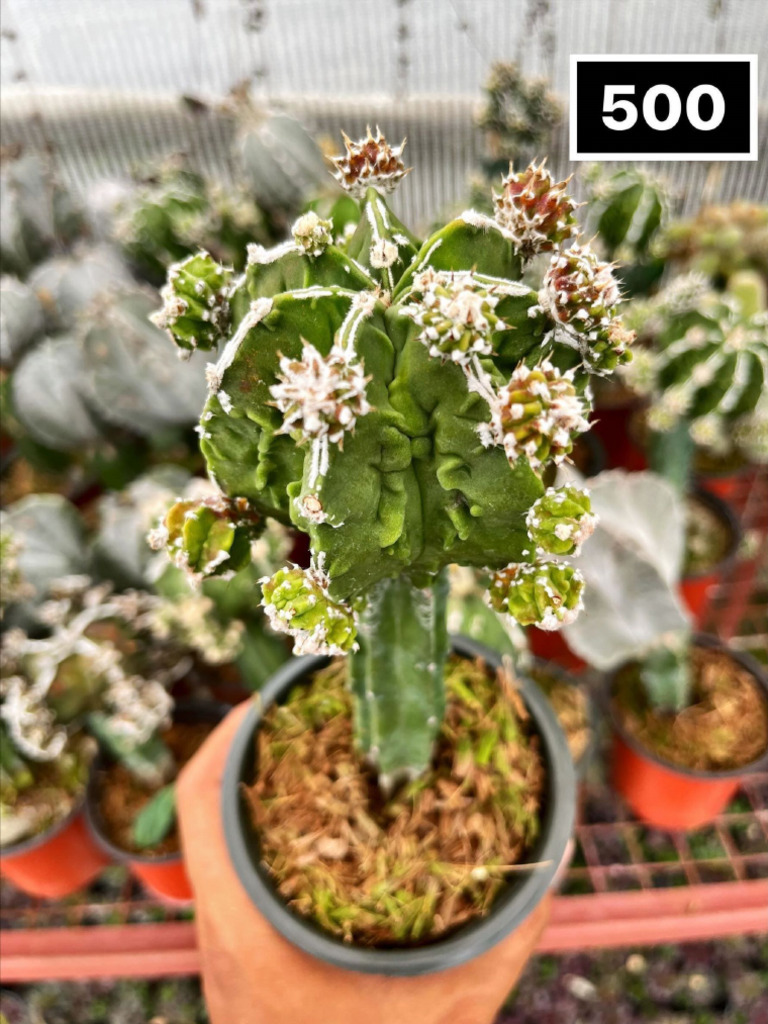 Cactus .2 | PDF