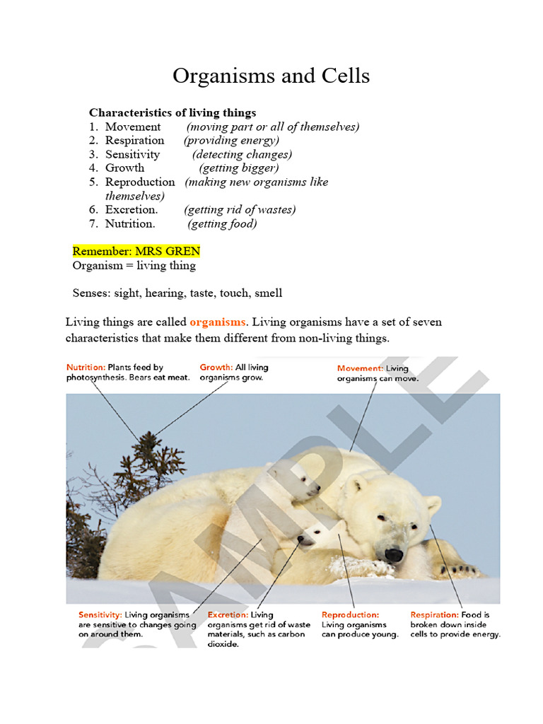 Revision Cells | Download Free PDF | Cell (Biology) | Plants