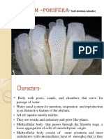 Phylum - Porifera-2308