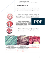 Fisiologia Muscular (1)