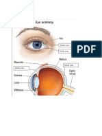Vocabulary Review 2 - Anatomy of the Eye & Visual Defects